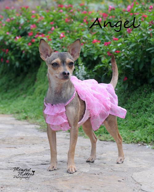 Angel