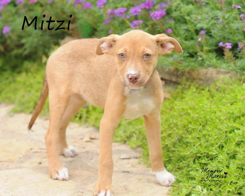 Mitzi