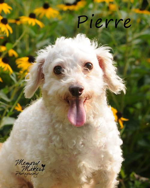 Pierre