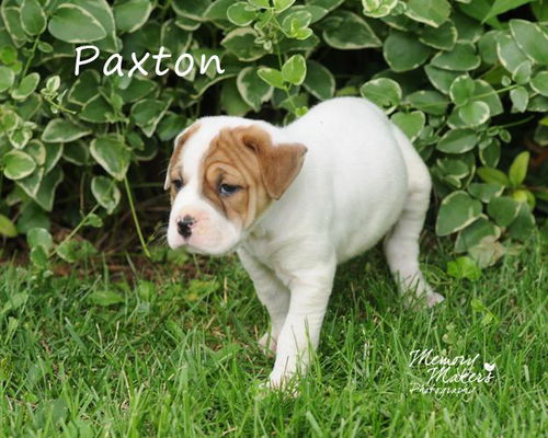 Paxton