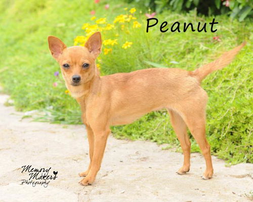 Peanut