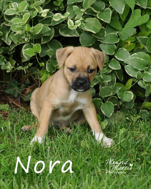 Nora