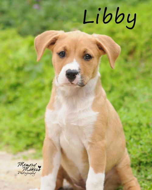 Libby