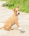 Gidget