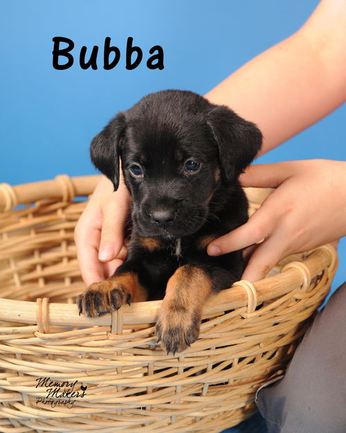 Bubba