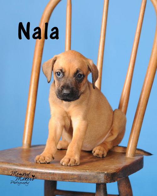 Nala