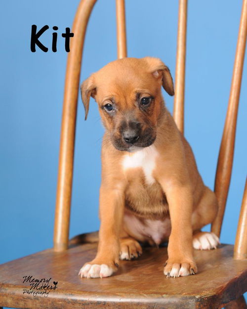 Kit