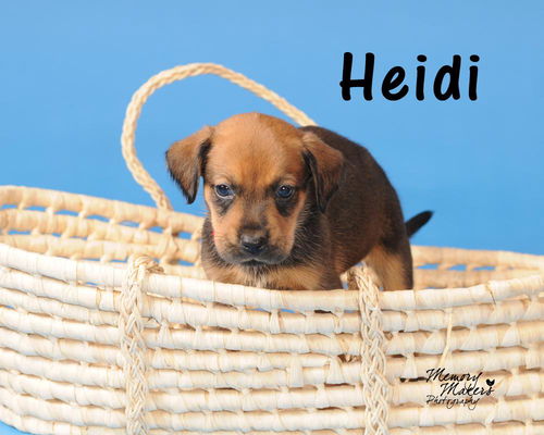 Heidi