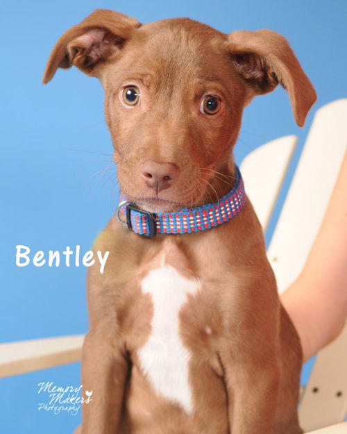 Bentley