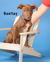 Bentley