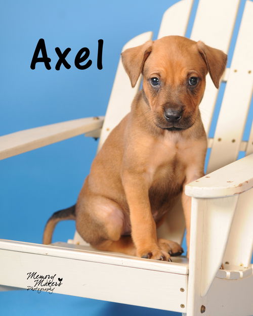Axel