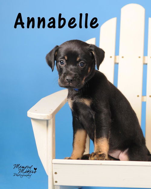 Annabelle
