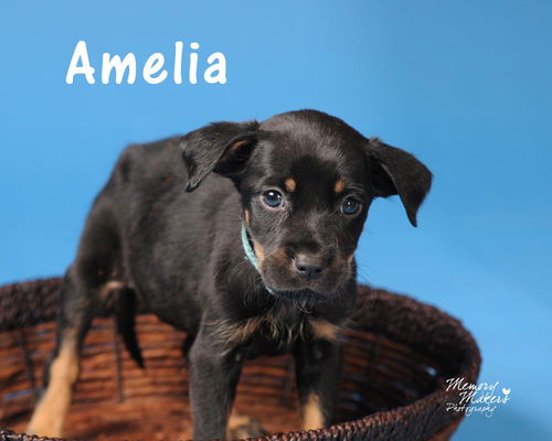 Amelia