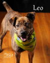 Leo