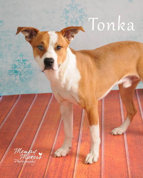 Tonka
