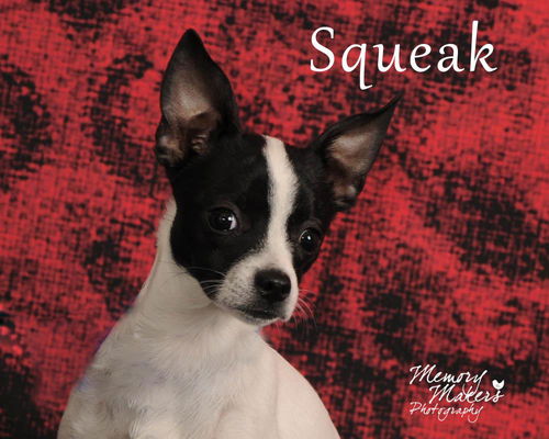 Squeak