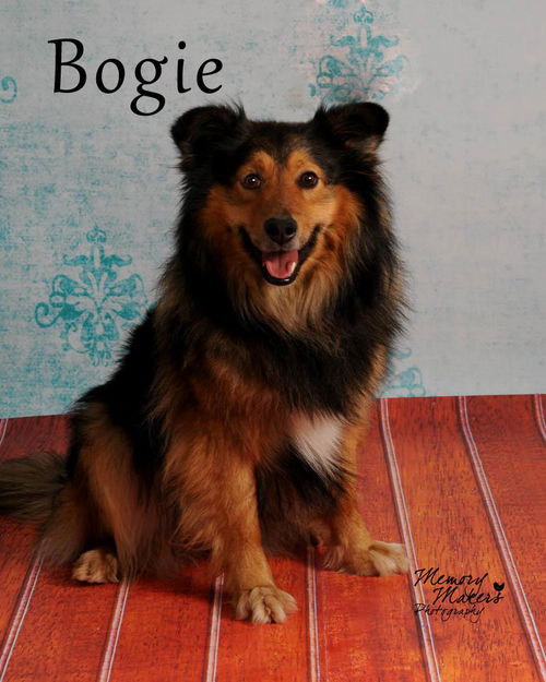Bogie