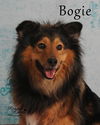 Bogie