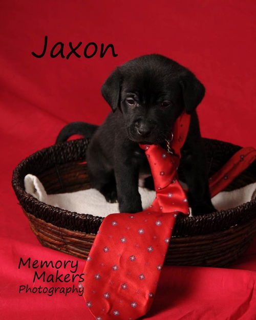 Jaxon