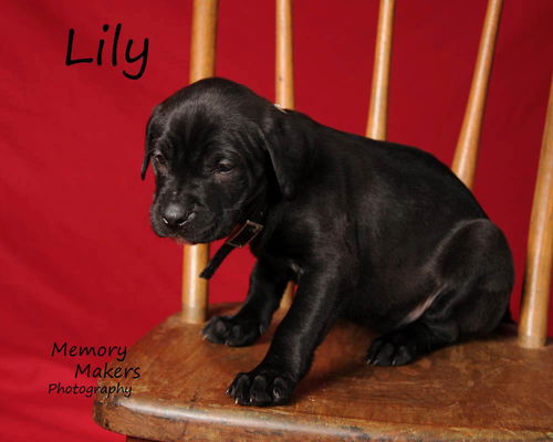 Lily