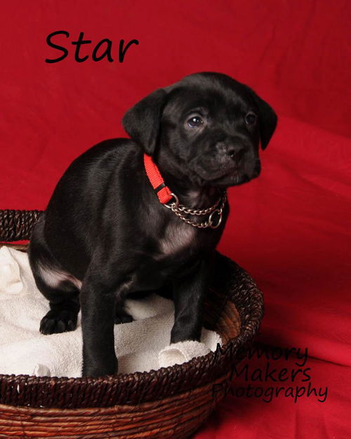 Star