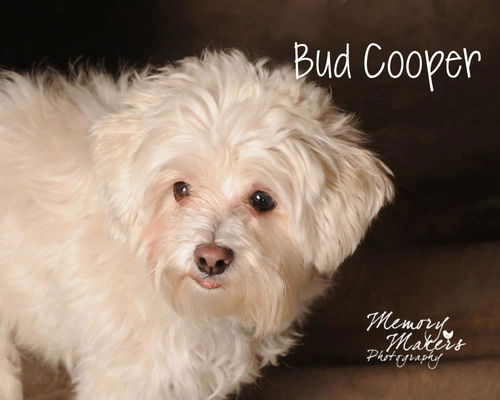 Bud Cooper