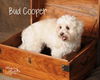 Bud Cooper