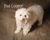 Bud Cooper