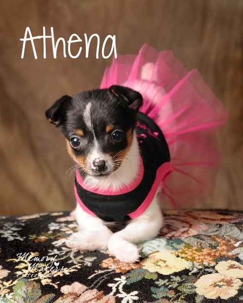 Athena