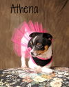 Athena
