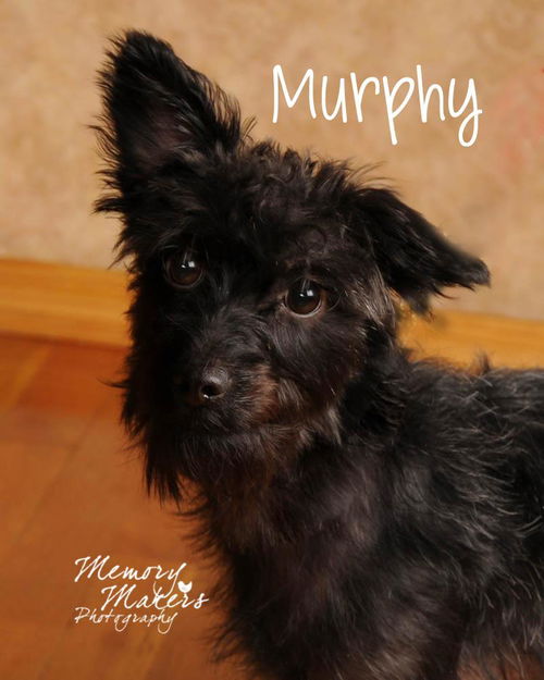 Murphy