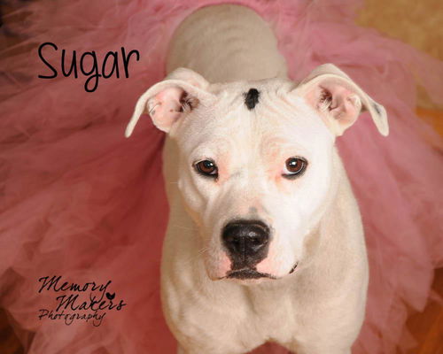 Sugar