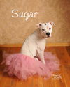 Sugar