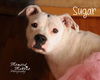 Sugar