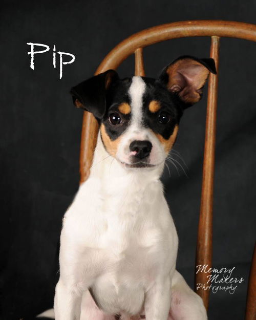 Pip