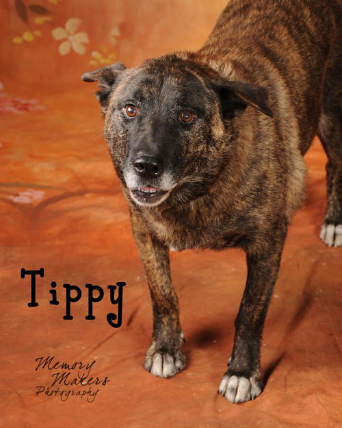 Tippy