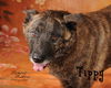 Tippy
