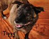 Tippy