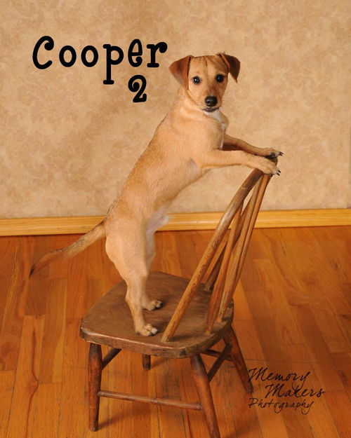 Cooper 2