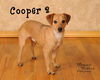 Cooper 2