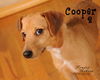 Cooper 2