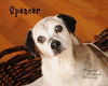 Spencer