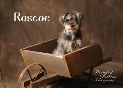 Roscoe #2