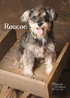 Roscoe #2