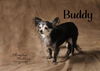 Buddy #