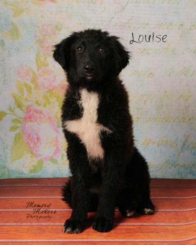 Louise