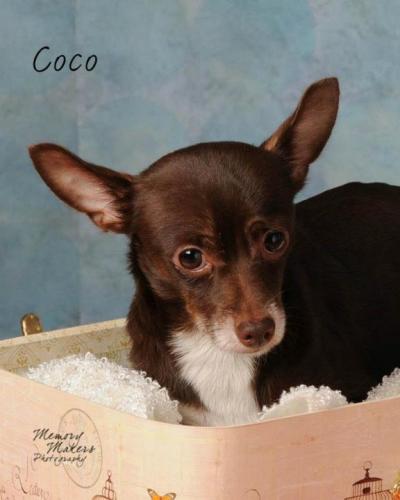 Coco