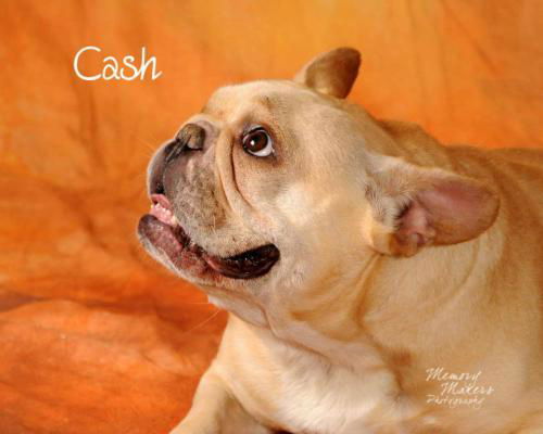 Cash