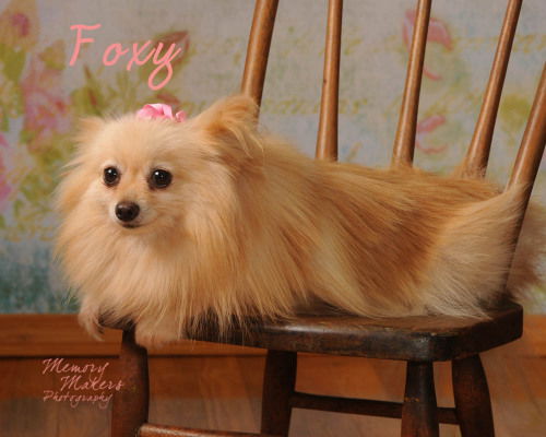 Foxy
