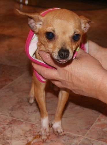 Lottie